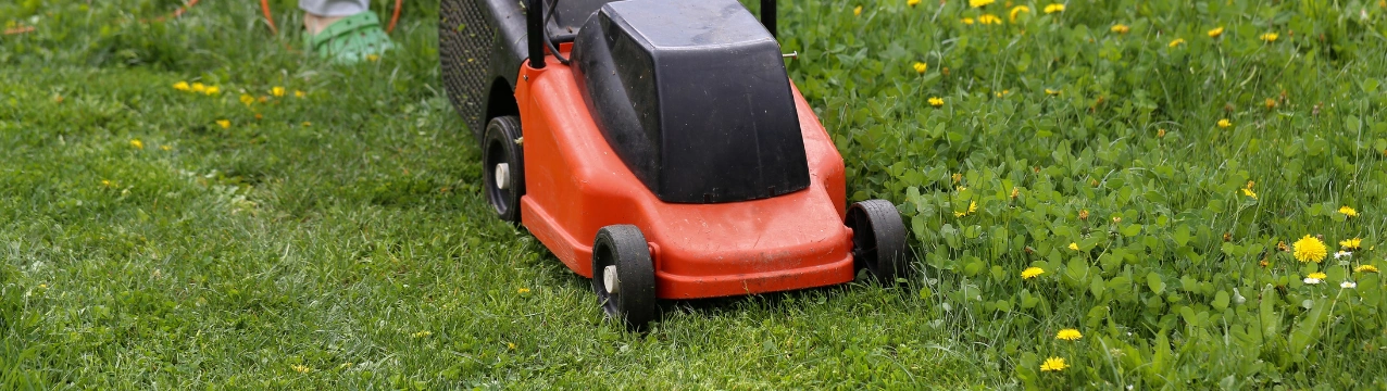 Як підготувати газон до весни: інструменти для ідеальної трави